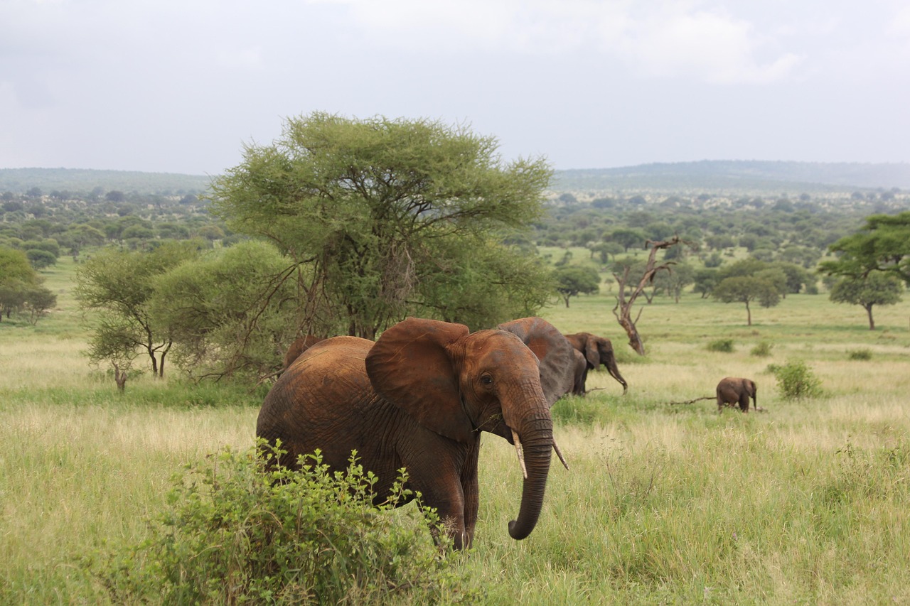 4 day tarangire and lake manyara safari